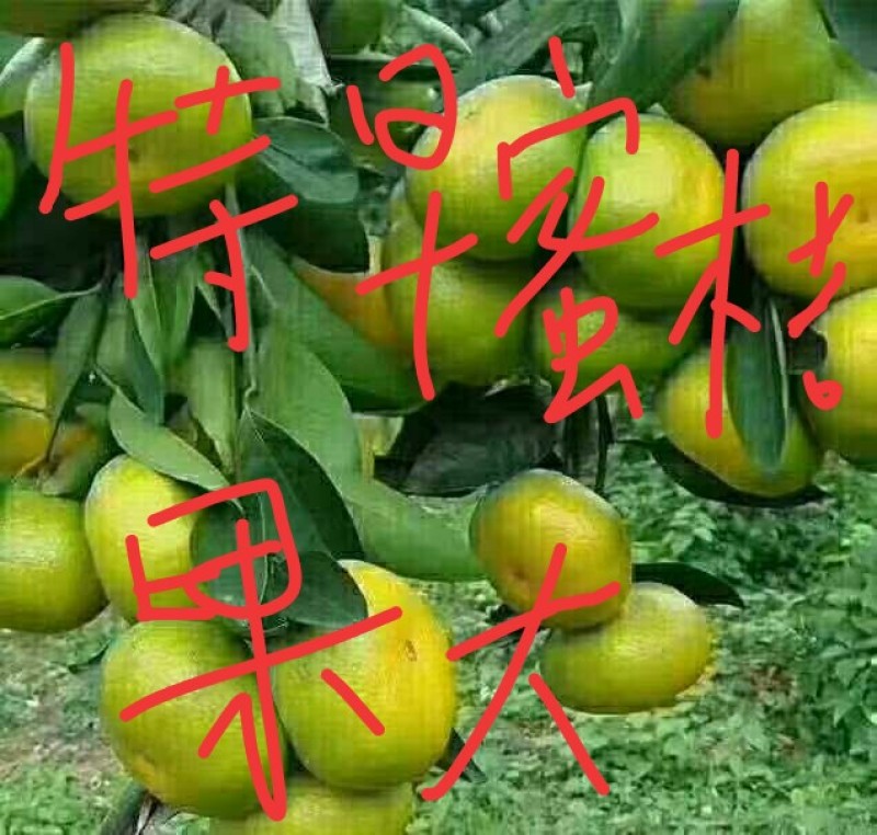 蜜橘云南蜜桔，主供电商，社团，商超，批发市场等，可以整