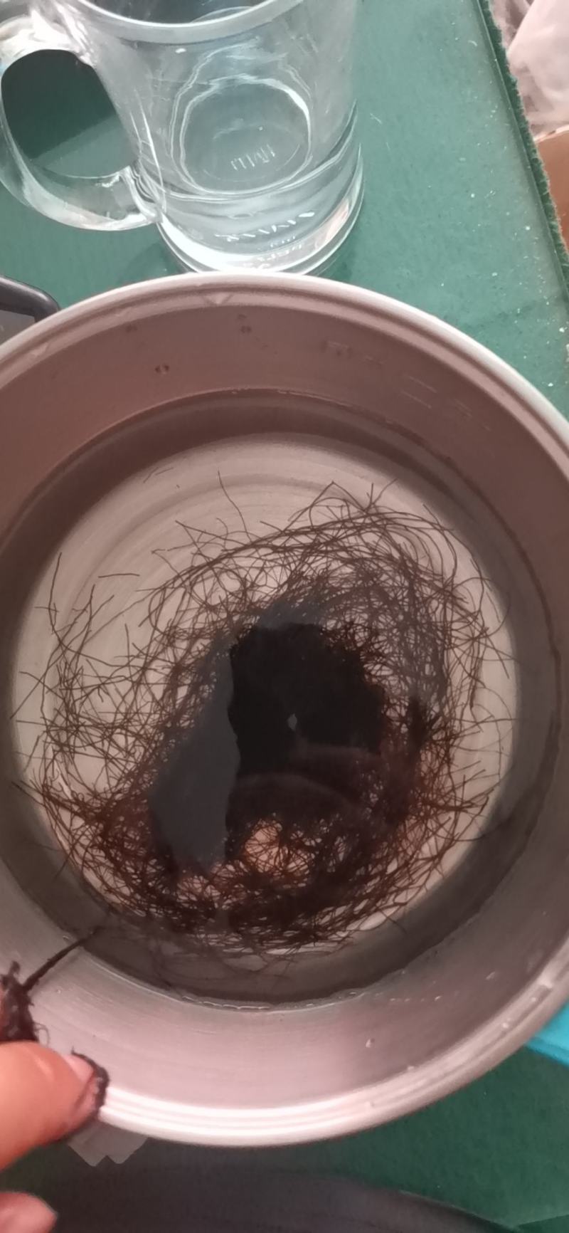 头发菜海发菜发财菜常温保存2020年新货