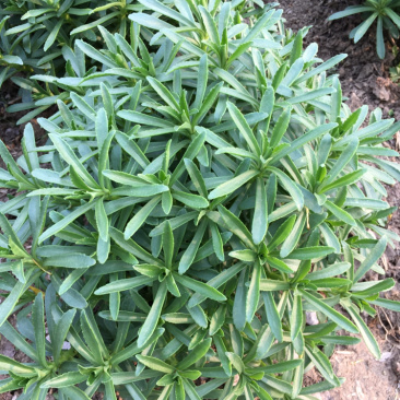 高钙菜、养心菜、救心菜、费菜，景天三七。