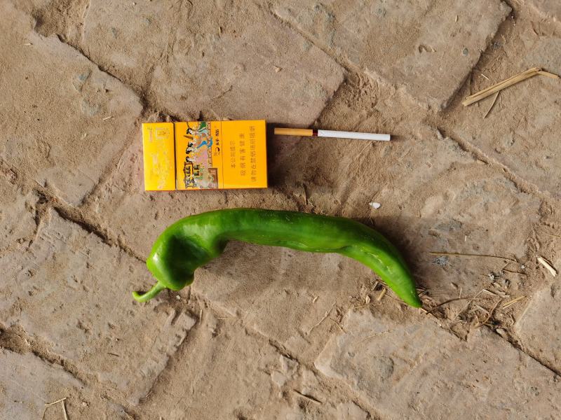 加工厂用牛角椒破烂辣椒工厂用散装上车