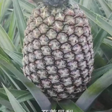 西瓜凤梨苗地菠萝苗高产6-10斤
