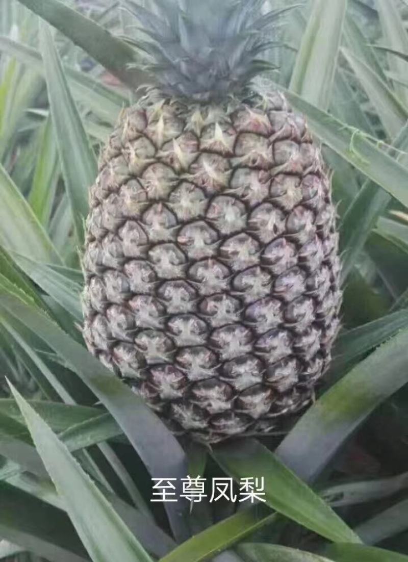 西瓜凤梨苗地菠萝苗高产6-10斤