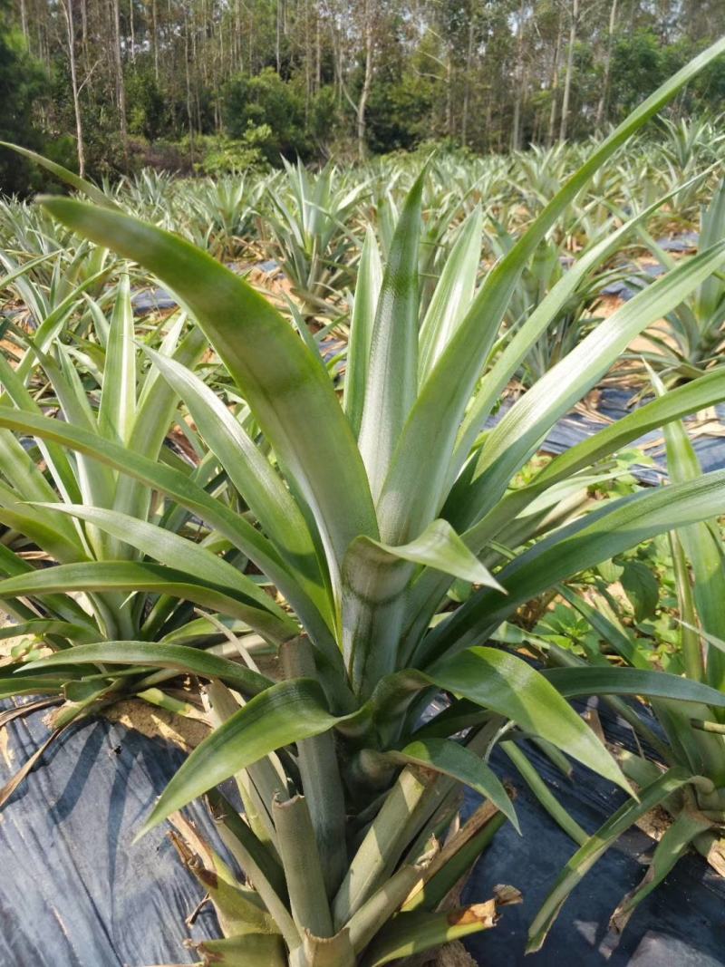 西瓜凤梨苗地菠萝苗高产6-10斤