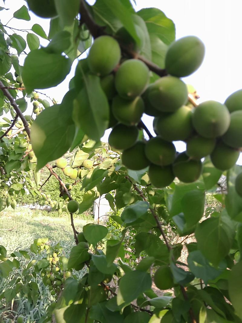 青杏金太阳杏量大，上市集中个头均匀，量大从优欢迎咨询