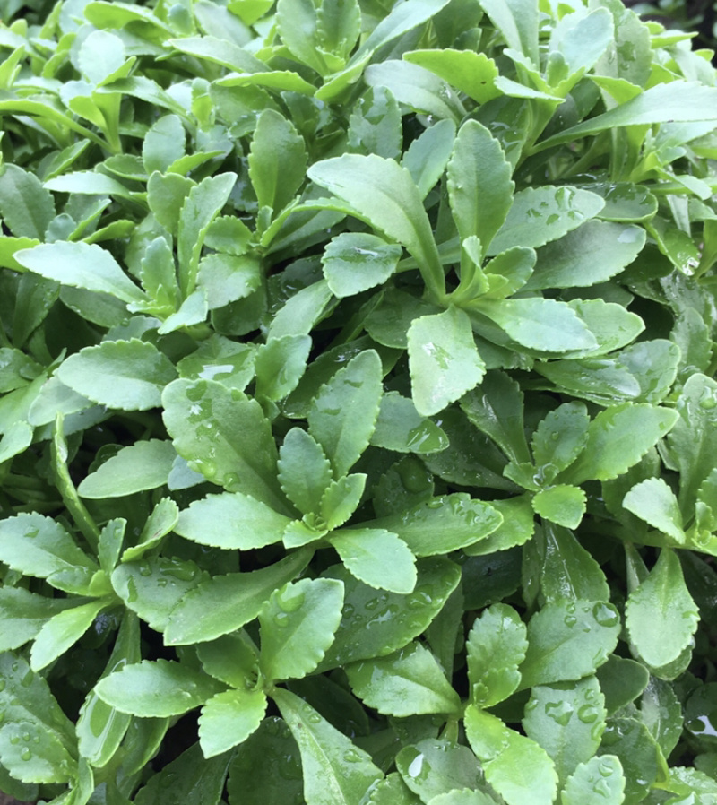 高钙菜、养心菜、救心菜、费菜，现摘现发，保证质量。