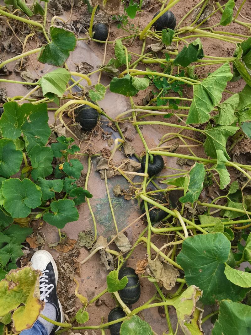 贝贝南瓜，欢迎客户采购