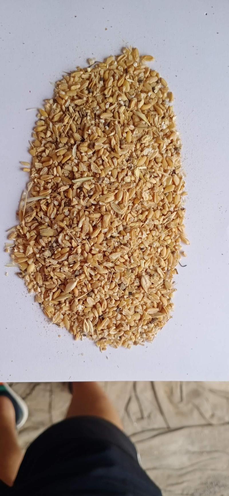 【精选好货】常年供应碎小麦无杂质价格合理，价格公道！
