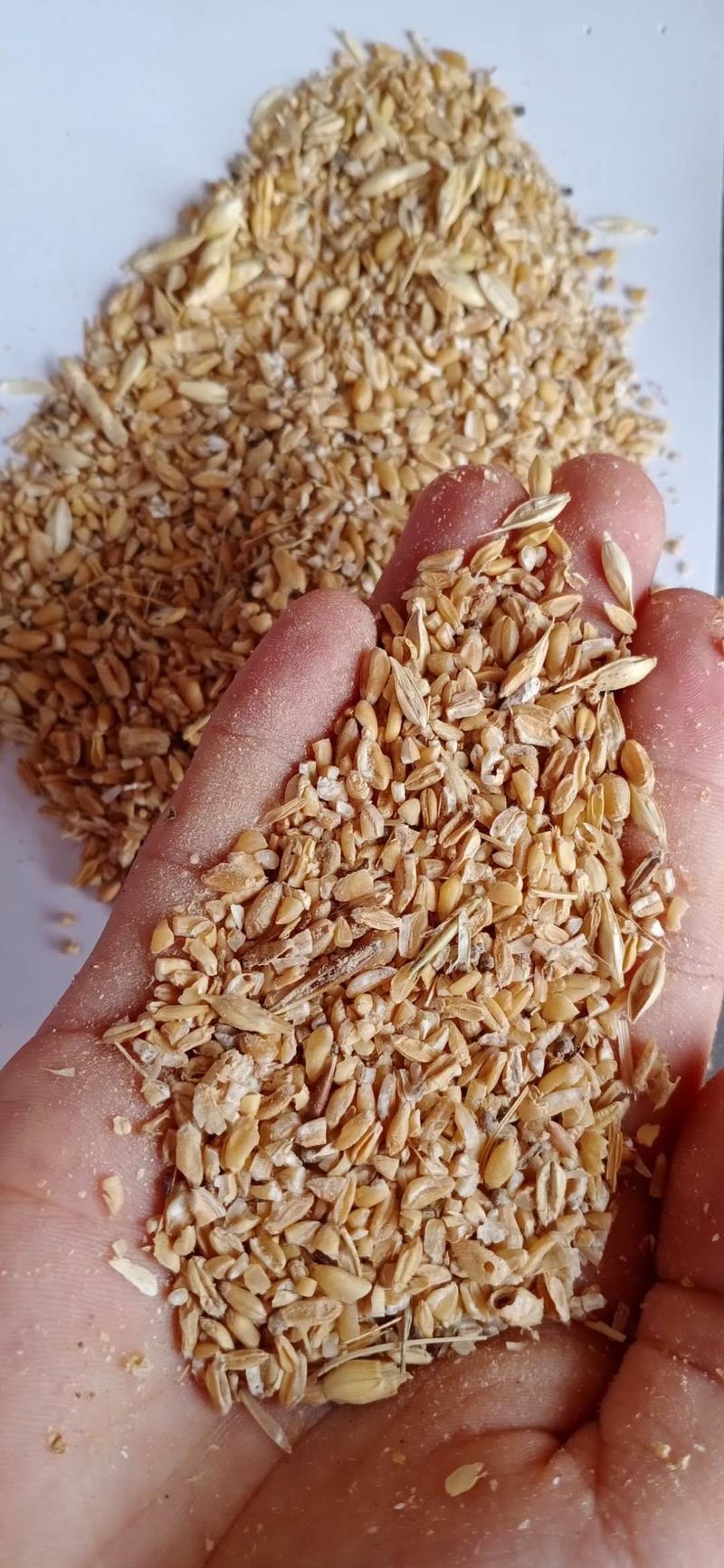 【精选好货】常年供应碎小麦无杂质价格合理，价格公道！