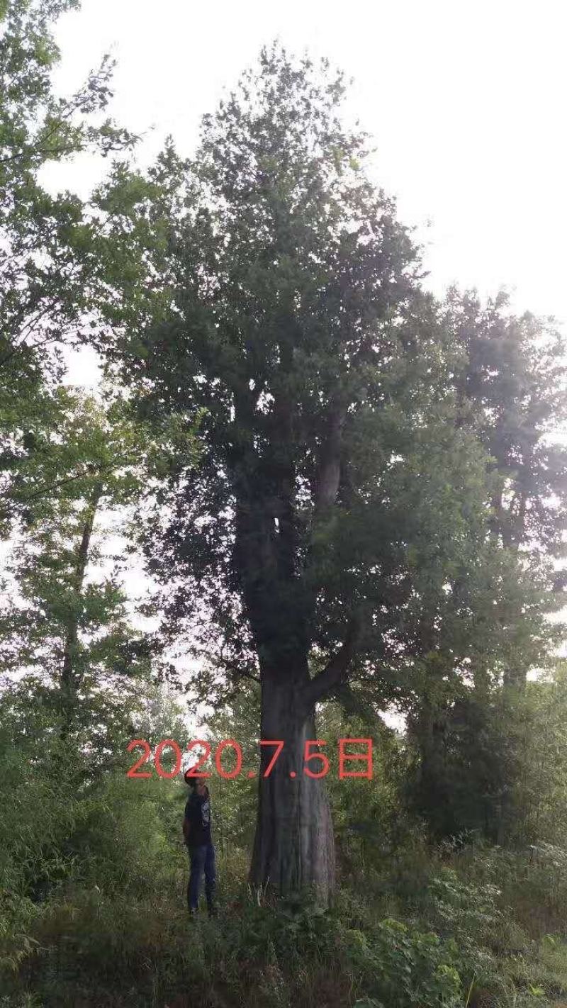 83公分，移栽5年朴树证件齐全