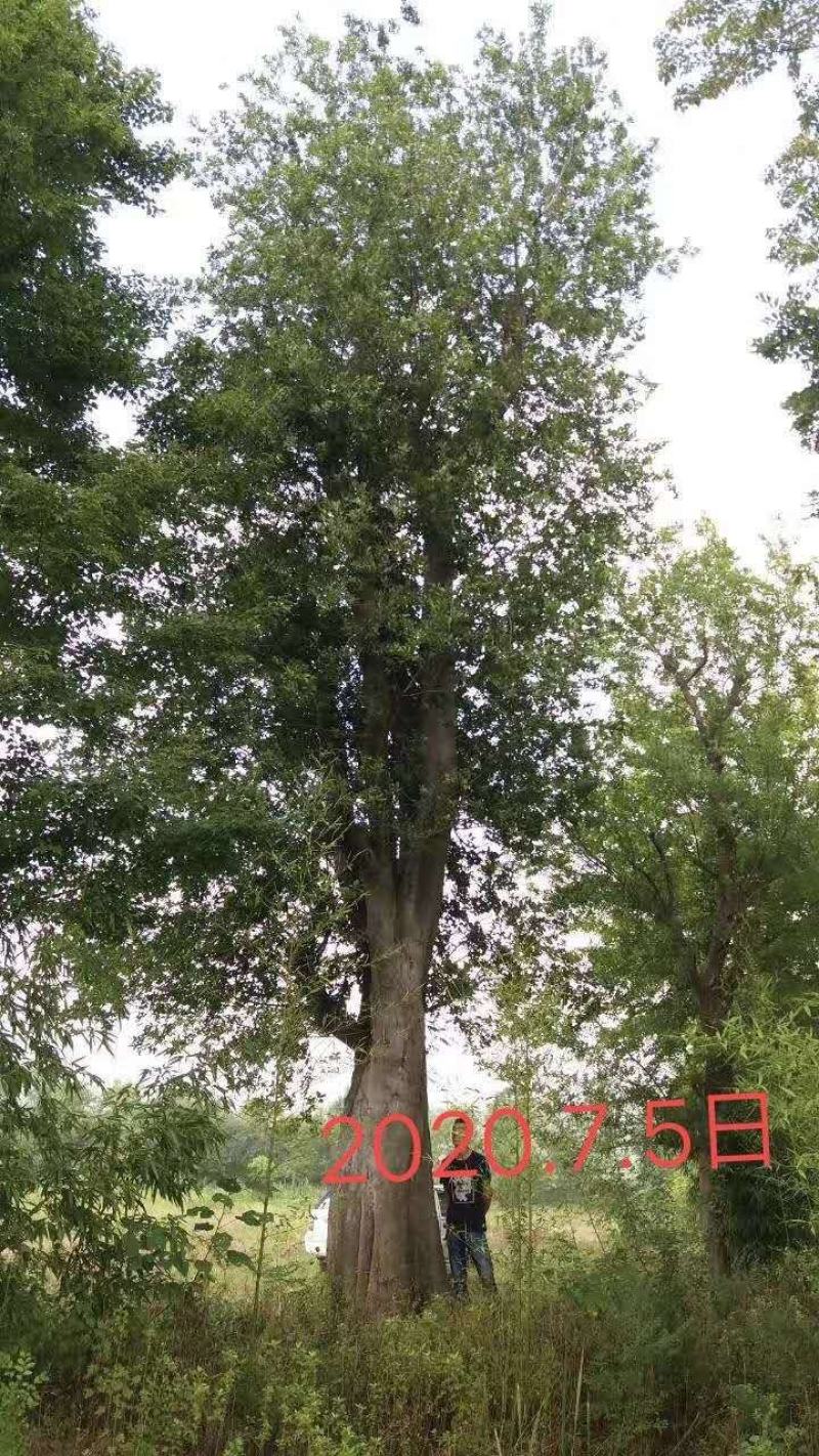 83公分，移栽5年朴树证件齐全