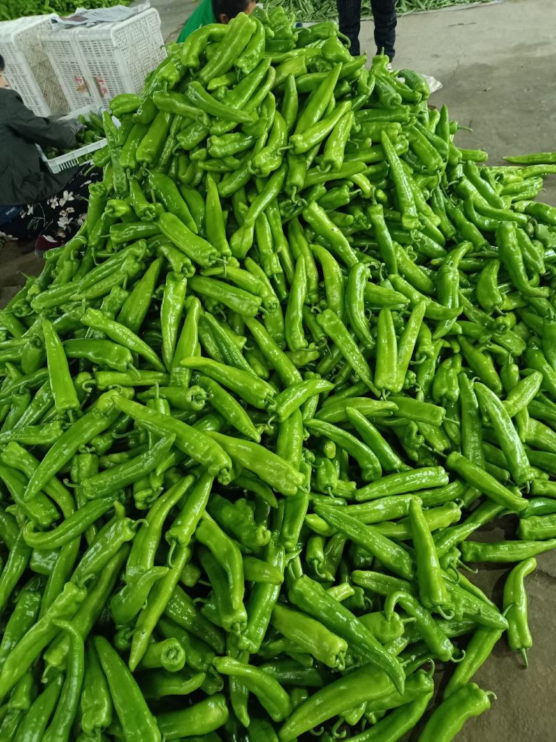 山西应县精品牛角椒大量上市，品质优良，产地代办电联采购