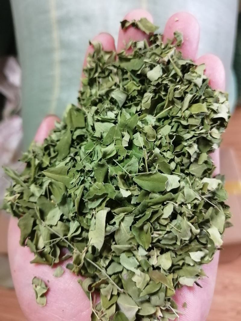 辣木叶云南辣木叶绿辣木叶产地货源批发