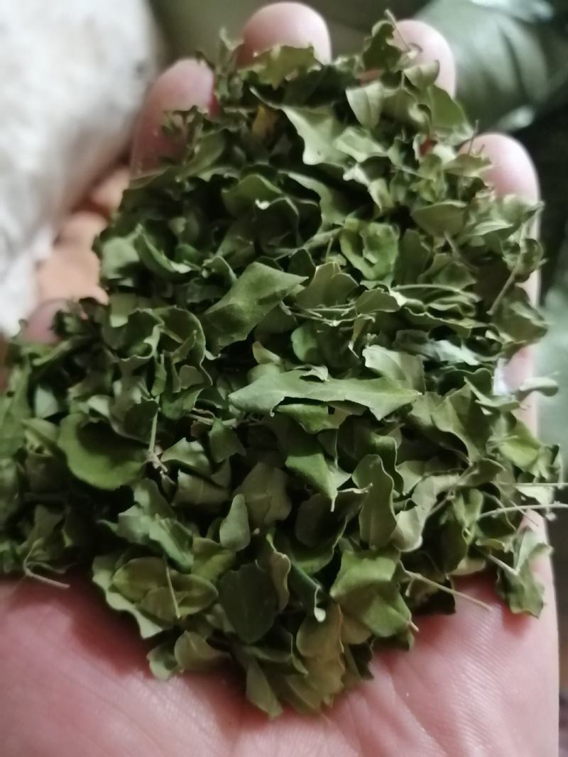辣木叶云南辣木叶绿辣木叶产地货源批发