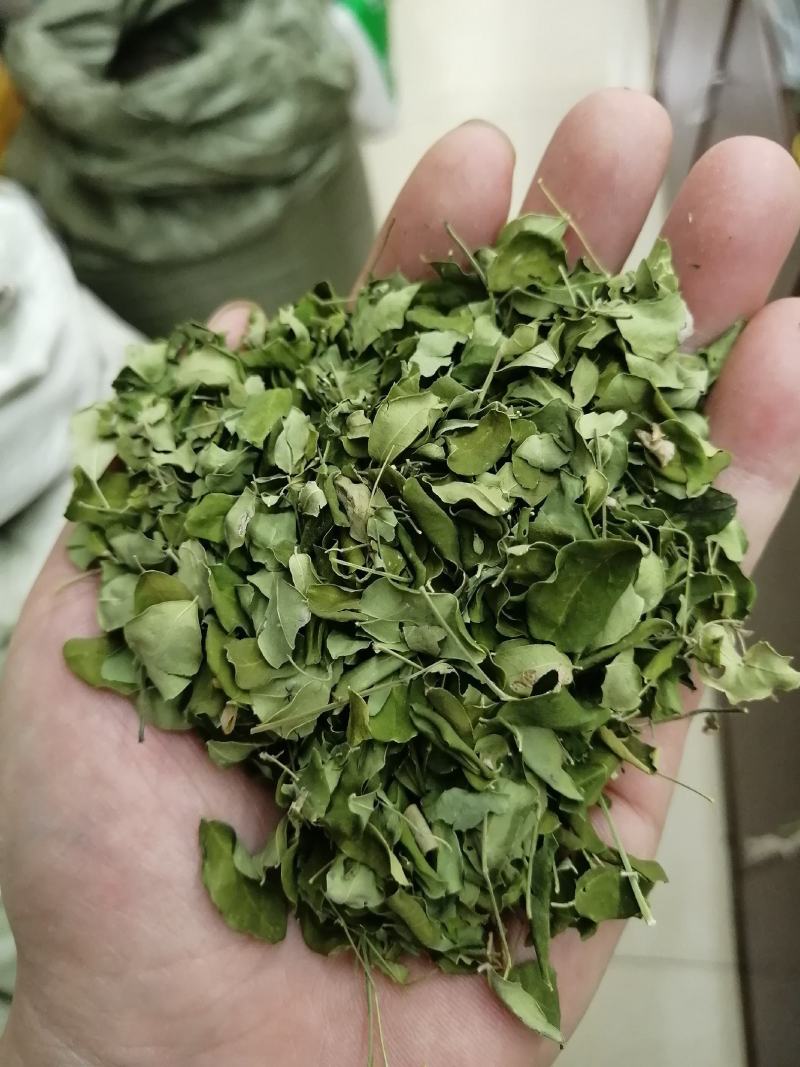 辣木叶云南辣木叶绿辣木叶产地货源批发