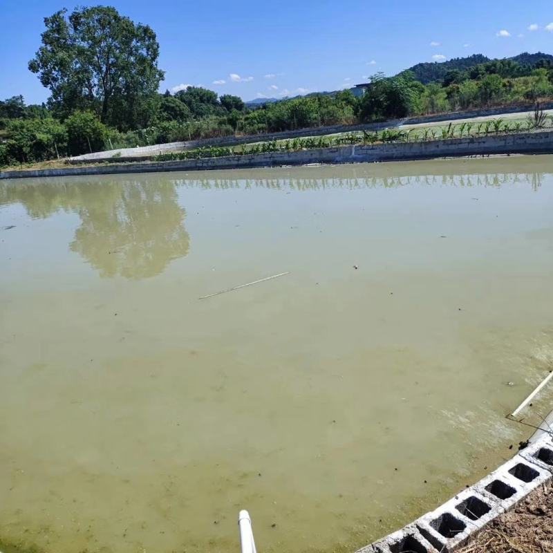 大量批发纯中华草龟外塘草龟苗价格优惠2-3克