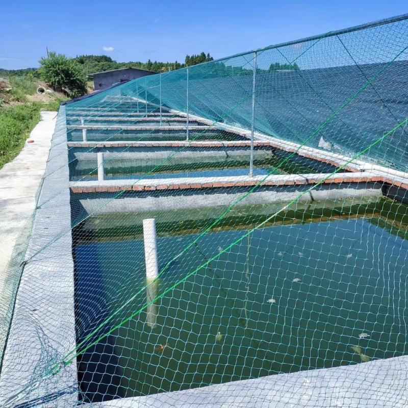 大量批发纯中华草龟外塘草龟苗价格优惠2-3克