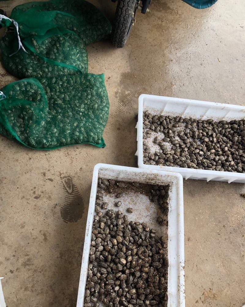 大量批发纯中华草龟外塘草龟苗价格优惠2-3克