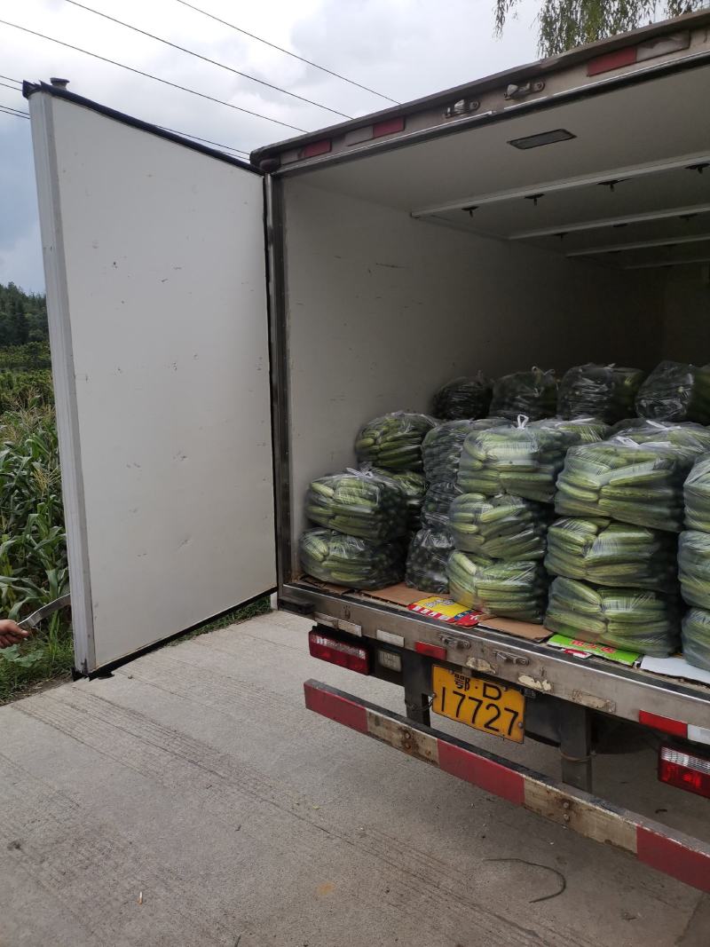 旱黄瓜18~22公分高山精品，富硒绿色有机蔬菜