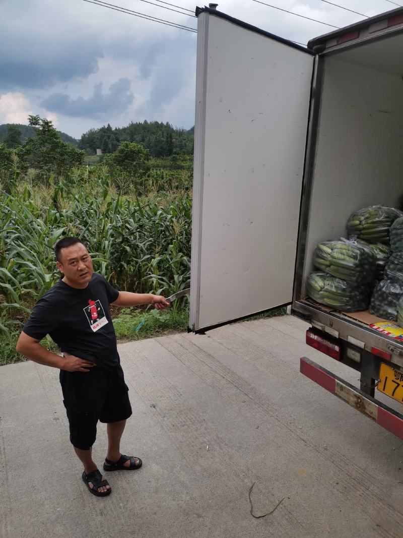 旱黄瓜18~22公分高山精品，富硒绿色有机蔬菜