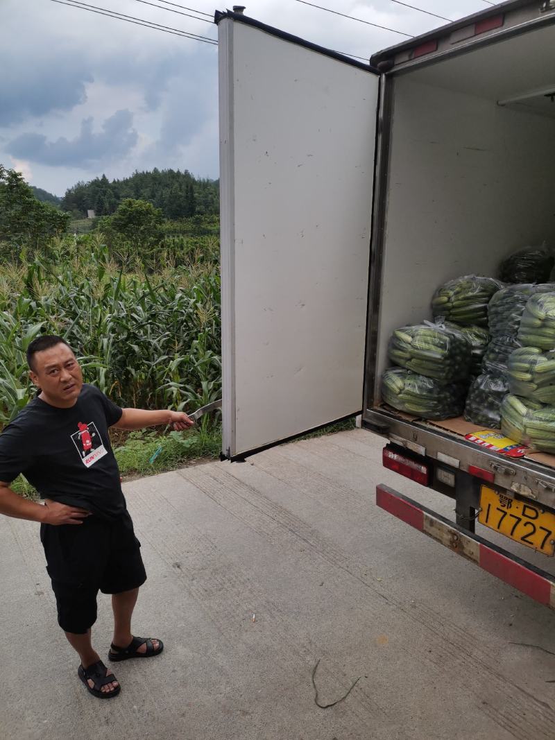 旱黄瓜18~22公分高山精品，富硒绿色有机蔬菜