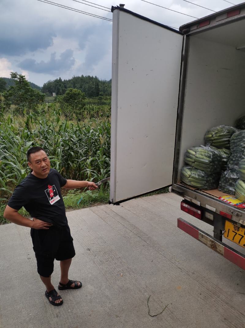 旱黄瓜18~22公分高山精品，富硒绿色有机蔬菜