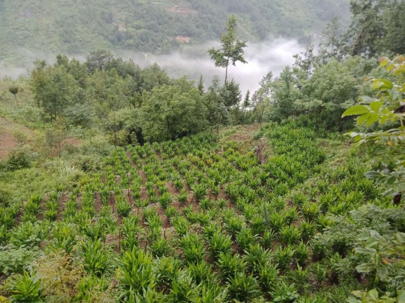 洋荷