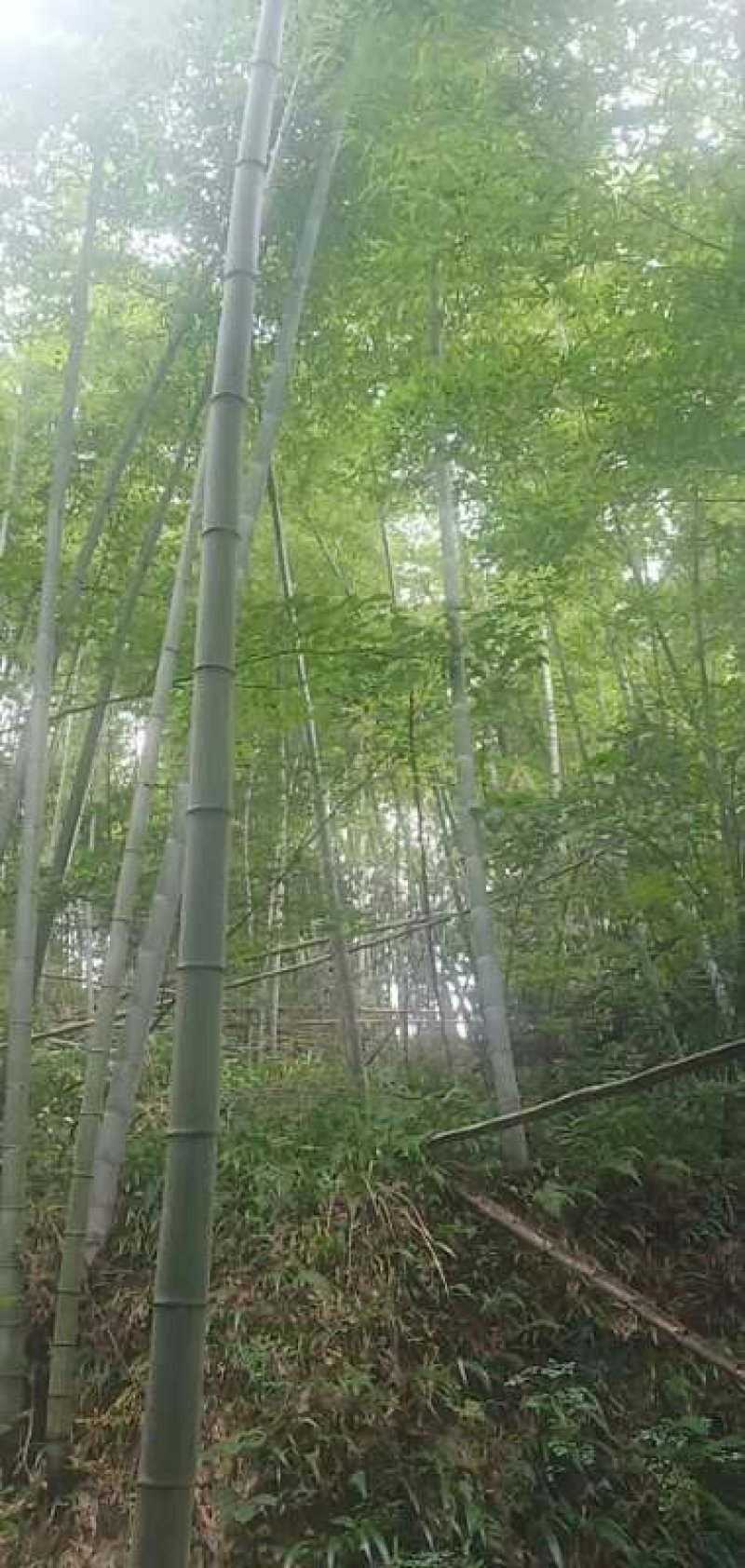 楠竹杆