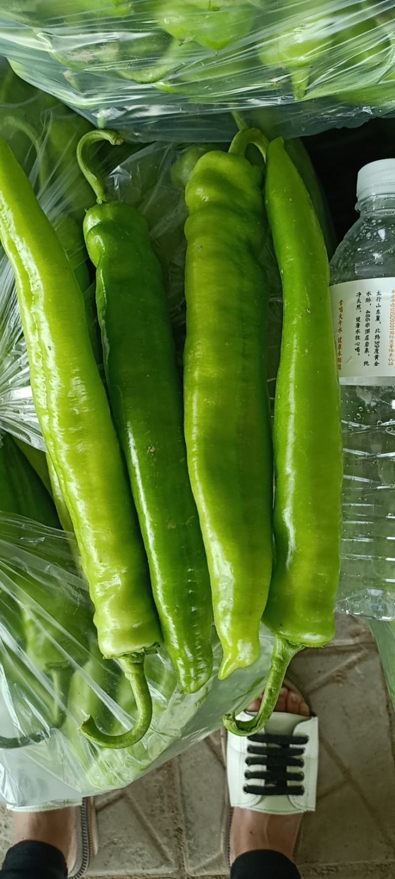 尖椒上市，要的联系，