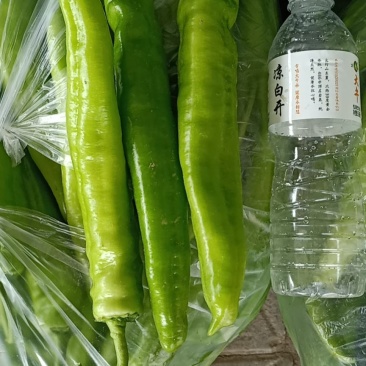 尖椒上市，要的联系，