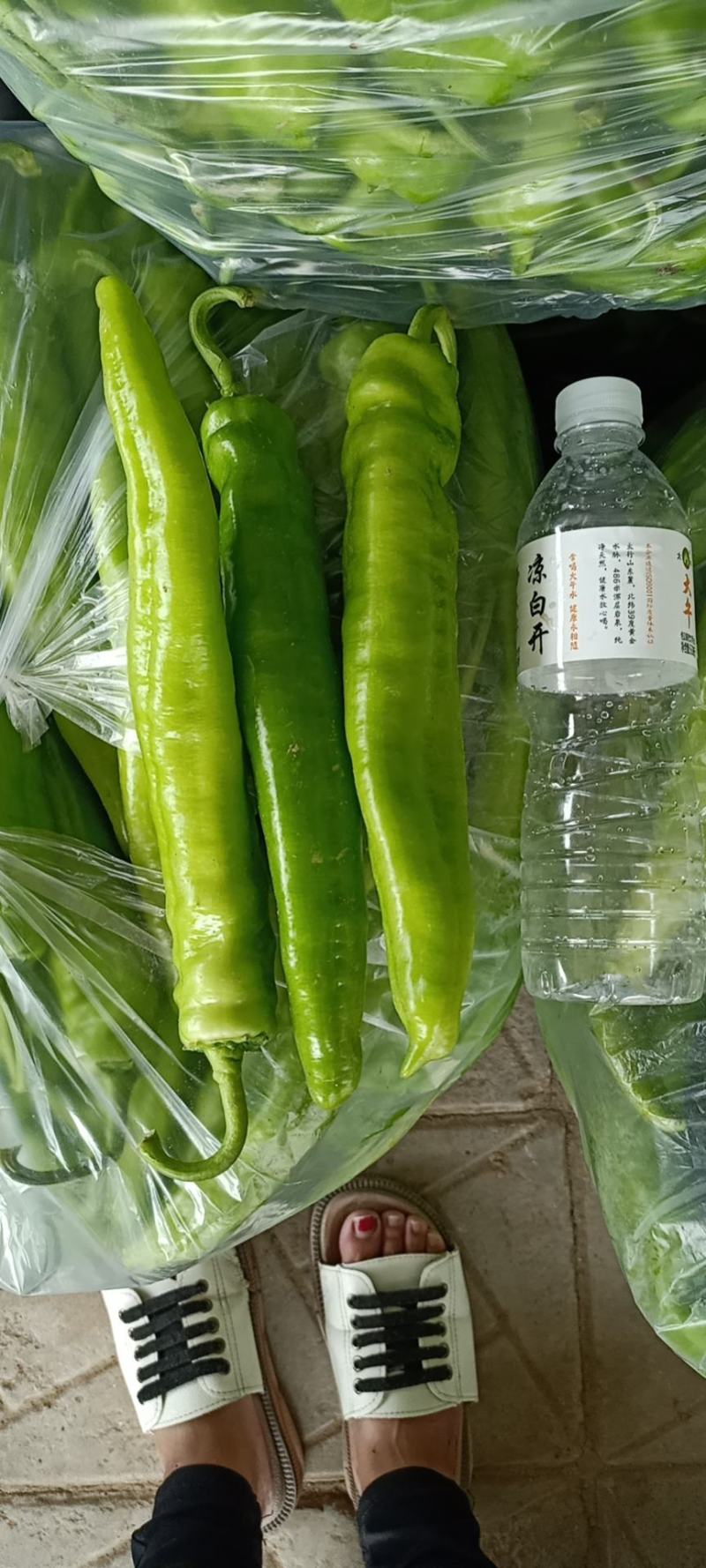 尖椒上市，要的联系，