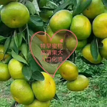 蜜橘云南蜜桔，主供电商，社团，商超，批发市场等，可以整