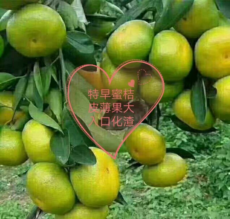 蜜橘云南蜜桔，主供电商，社团，商超，批发市场等，可以整