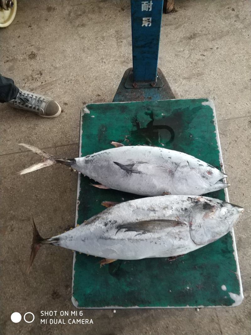 南海船冻黄鰭金枪鱼，5/10斤，10/30斤，30斤以上