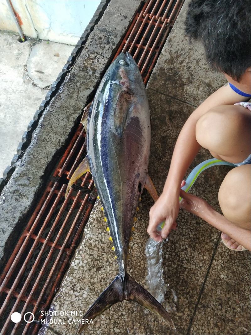 南海船冻黄鰭金枪鱼，5/10斤，10/30斤，30斤以上