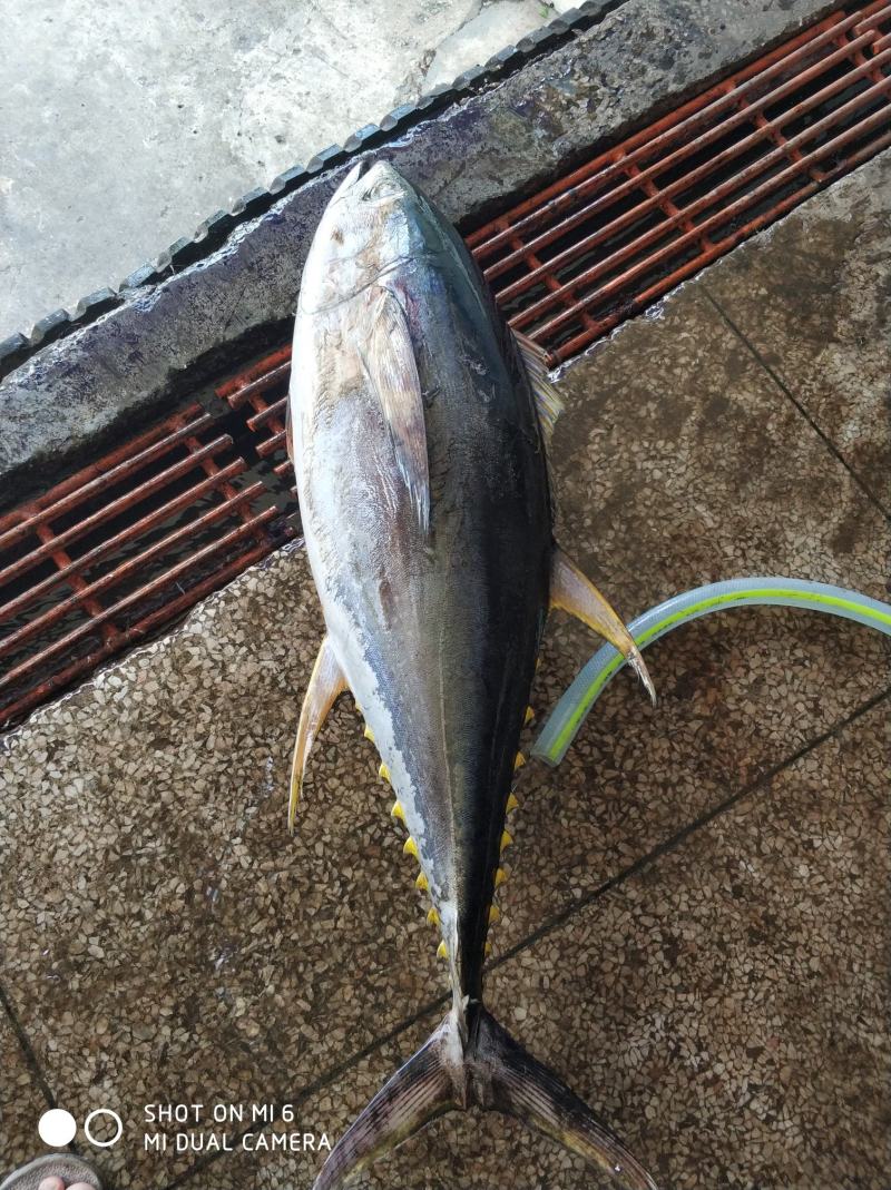南海船冻黄鰭金枪鱼，5/10斤，10/30斤，30斤以上