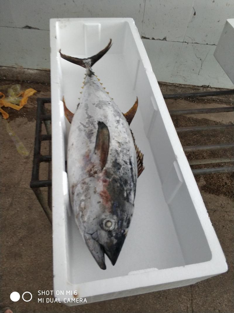 南海船冻黄鰭金枪鱼，5/10斤，10/30斤，30斤以上