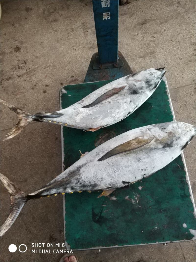 南海船冻黄鰭金枪鱼，5/10斤，10/30斤，30斤以上