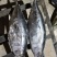 南海船冻黄鰭金枪鱼，5/10斤，10/30斤，30斤以上