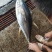南海船冻黄鰭金枪鱼，5/10斤，10/30斤，30斤以上