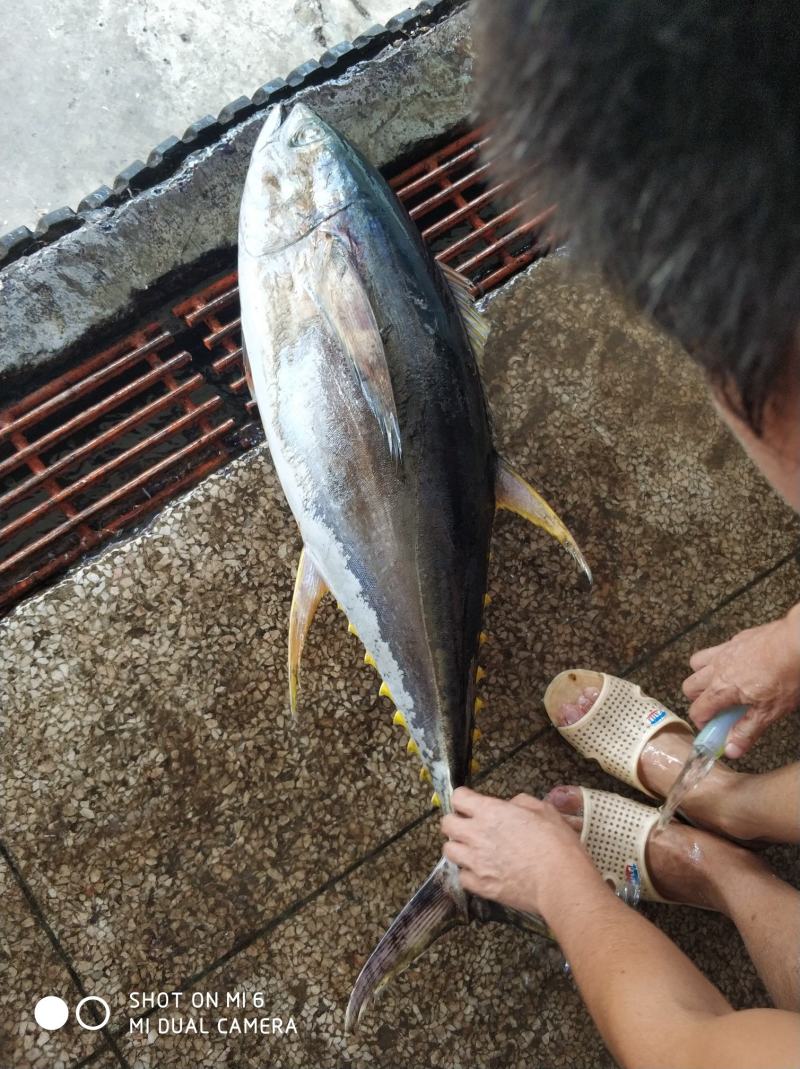 南海船冻黄鰭金枪鱼，5/10斤，10/30斤，30斤以上