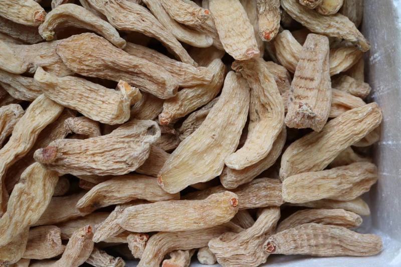 广州人20头云南丽江中大号红天麻支持批发代发