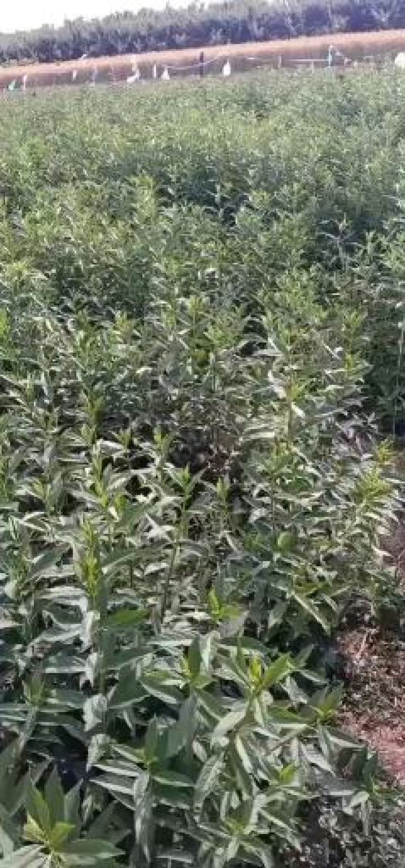 乐园苗木基地常年供应连翘，基地发货，可实地看苗