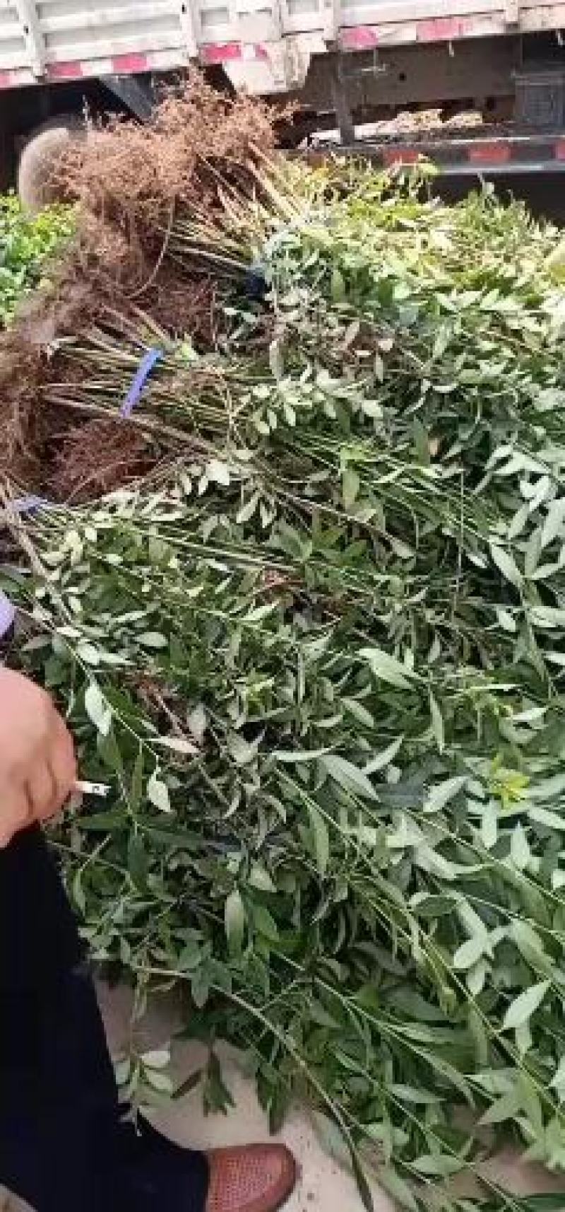 乐园苗木基地常年供应连翘，基地发货，可实地看苗