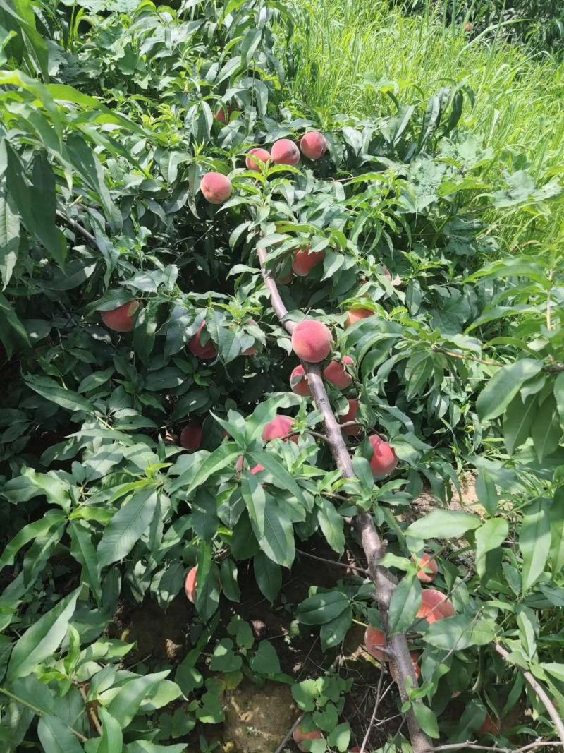 梨树苗占地梨树晚秋黄梨梨树苗占地桃树桃树苗