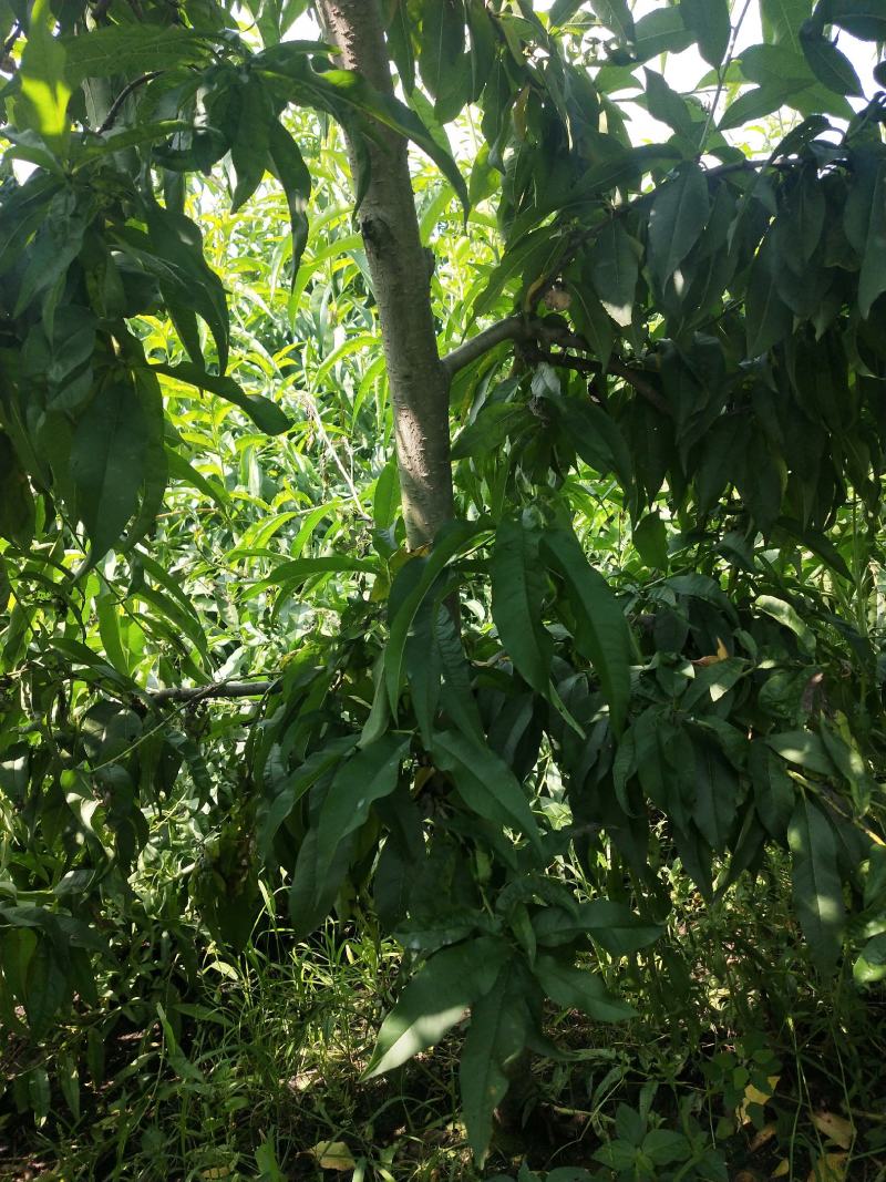 梨树苗占地梨树晚秋黄梨梨树苗占地桃树桃树苗
