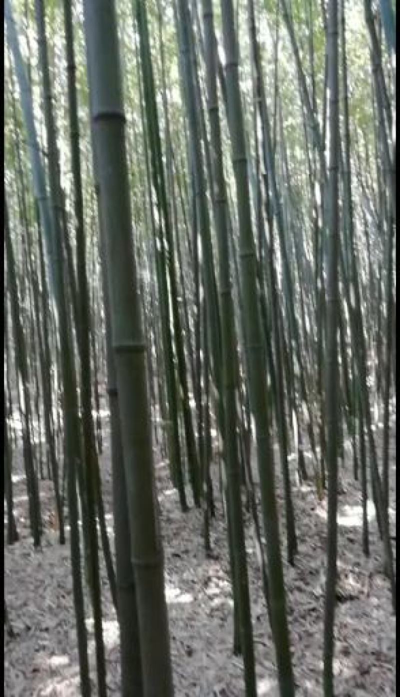 钢竹绿竹淡竹青竹架子竹菜架竹长青竹