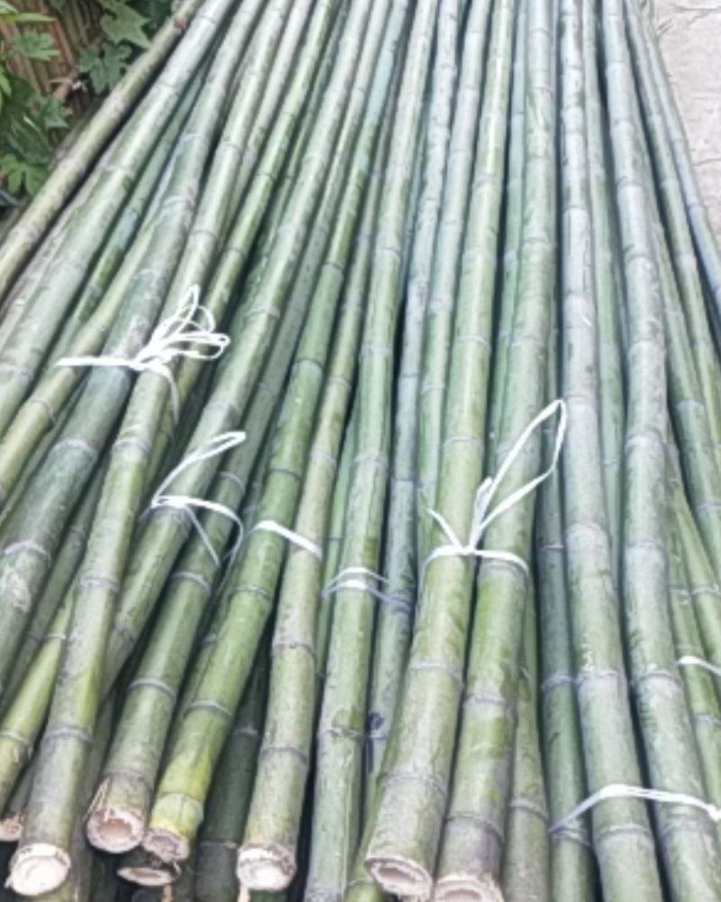 钢竹绿竹淡竹青竹架子竹菜架竹长青竹