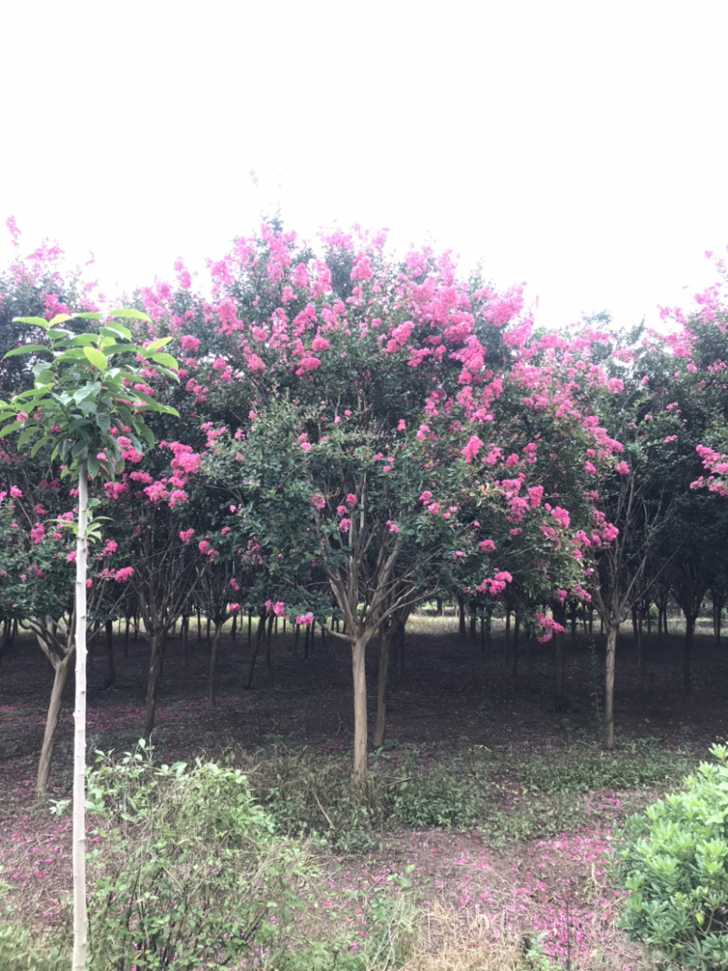 红花紫薇/10公分红花紫薇，四川红红花紫薇