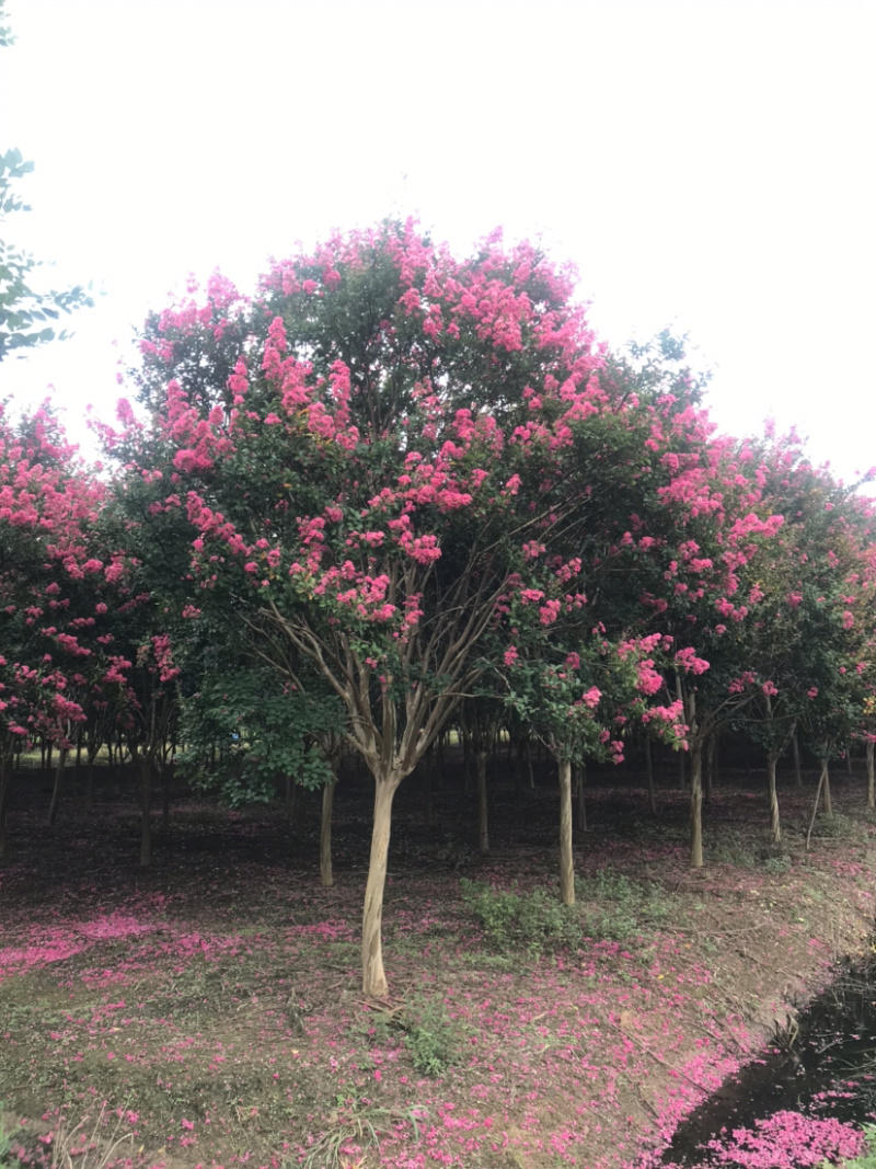 红花紫薇/10公分红花紫薇，四川红红花紫薇
