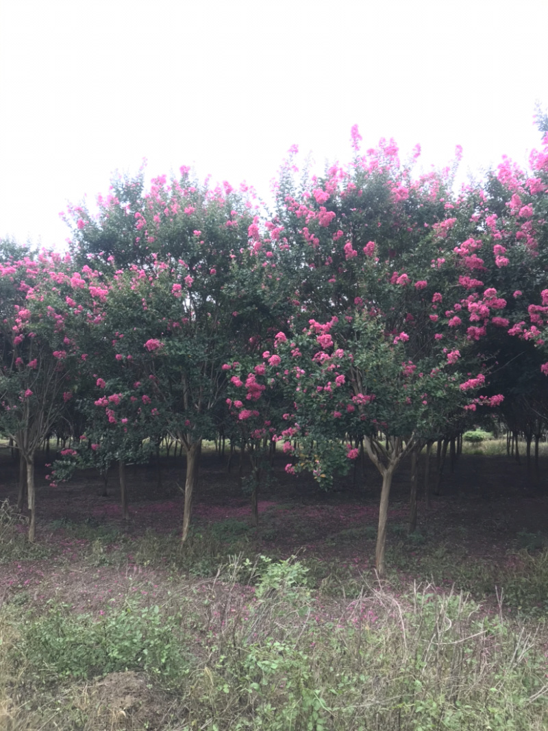 红花紫薇/10公分红花紫薇，四川红红花紫薇